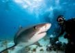 Top 5: Die gefährlichsten Meerestiere der Unterwasserwelt