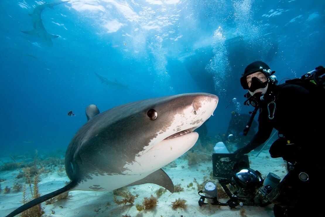 Ein Taucher schwimmt neben einem Bullenhai am Meeresboden