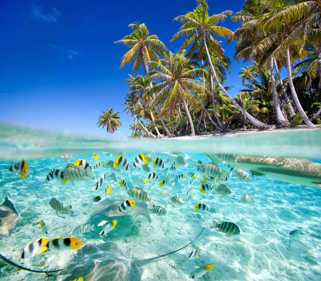 Klares blaues Wasser mit Palmen im Hintergrund