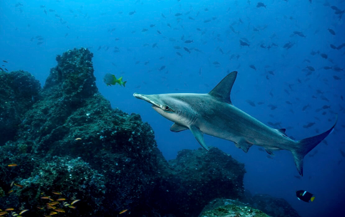 Ein Hai im Meer vor der Galapagosinsel mit Fischen