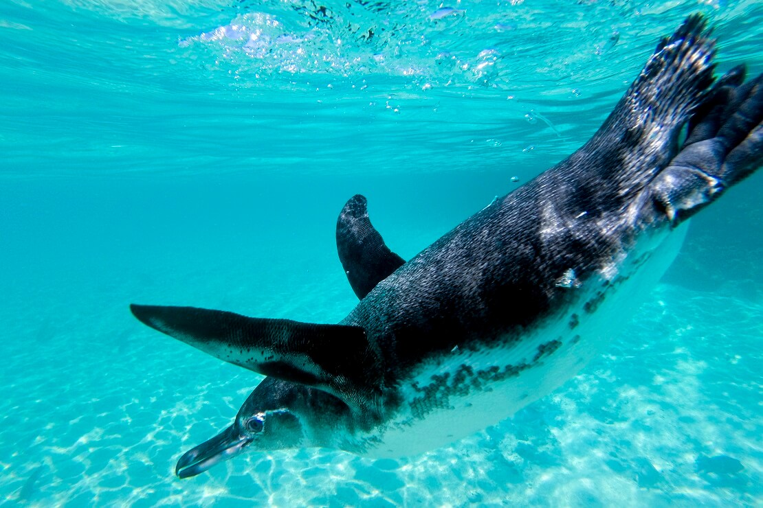 Pinguin schwimmt im Meer der Galapagosinseln