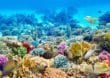 Great Barrier Reef: Das vielleicht größte Naturwunder Australiens