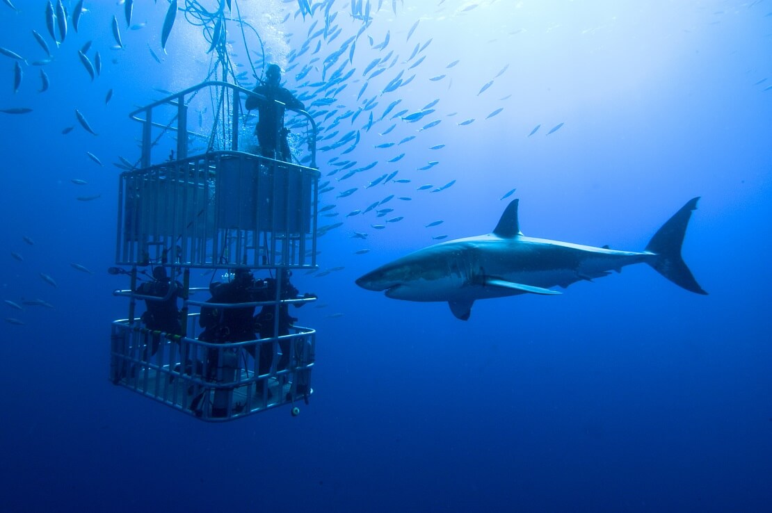 Taucher sind in einem Tauchkäfig unter Wasser vor ihnen schwimmt ein Hai