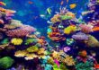 Tauchen am Paradise Reef in Ägypten