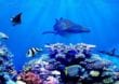 Großer Name, große Taten: Alexandra Cousteau kämpft für den Schutz der Weltmeere