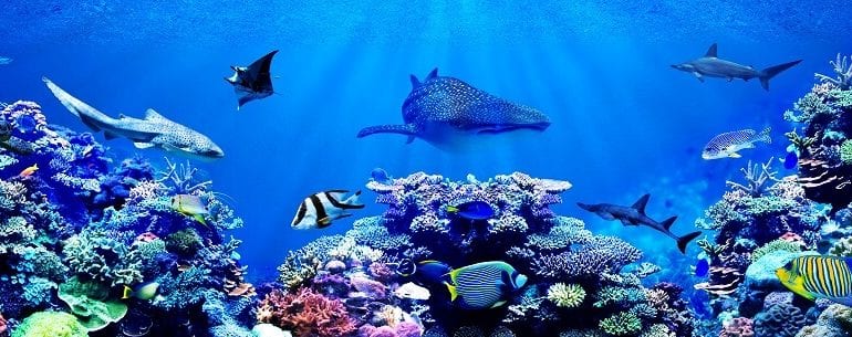 Großer Name, große Taten: Alexandra Cousteau kämpft für den Schutz der Weltmeere