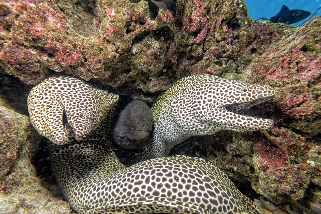 Zwei Muränen verstecken sich in einem Felsen unter Wasser