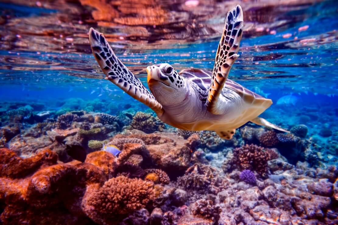 Eine Schildkröte schwimmt unter der Wasseroberfläche unter ihr sind bunte Korallen