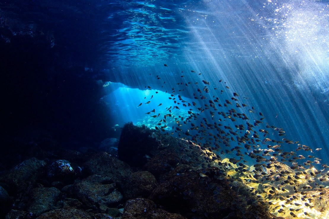 Meer mit Fischen und klarem Wasser