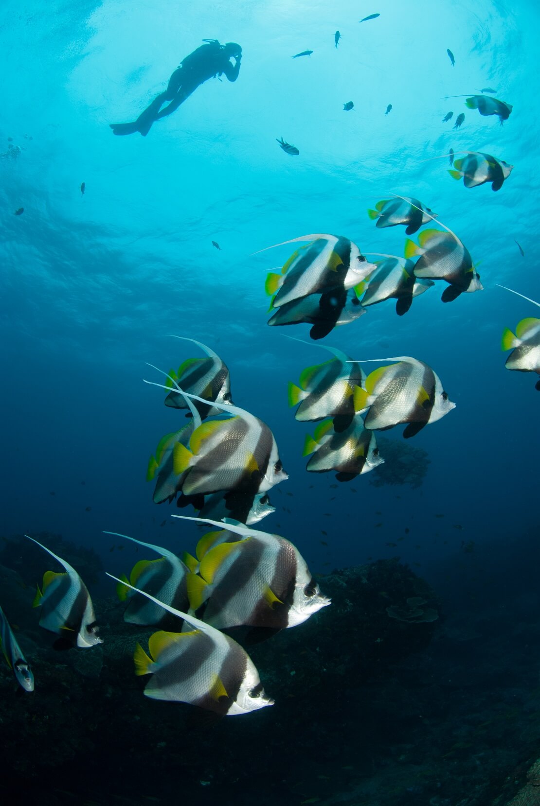 ein Taucher schwimmt unter der Wasseroberfläche unter ihm schwimmt ein Schwarm Fische