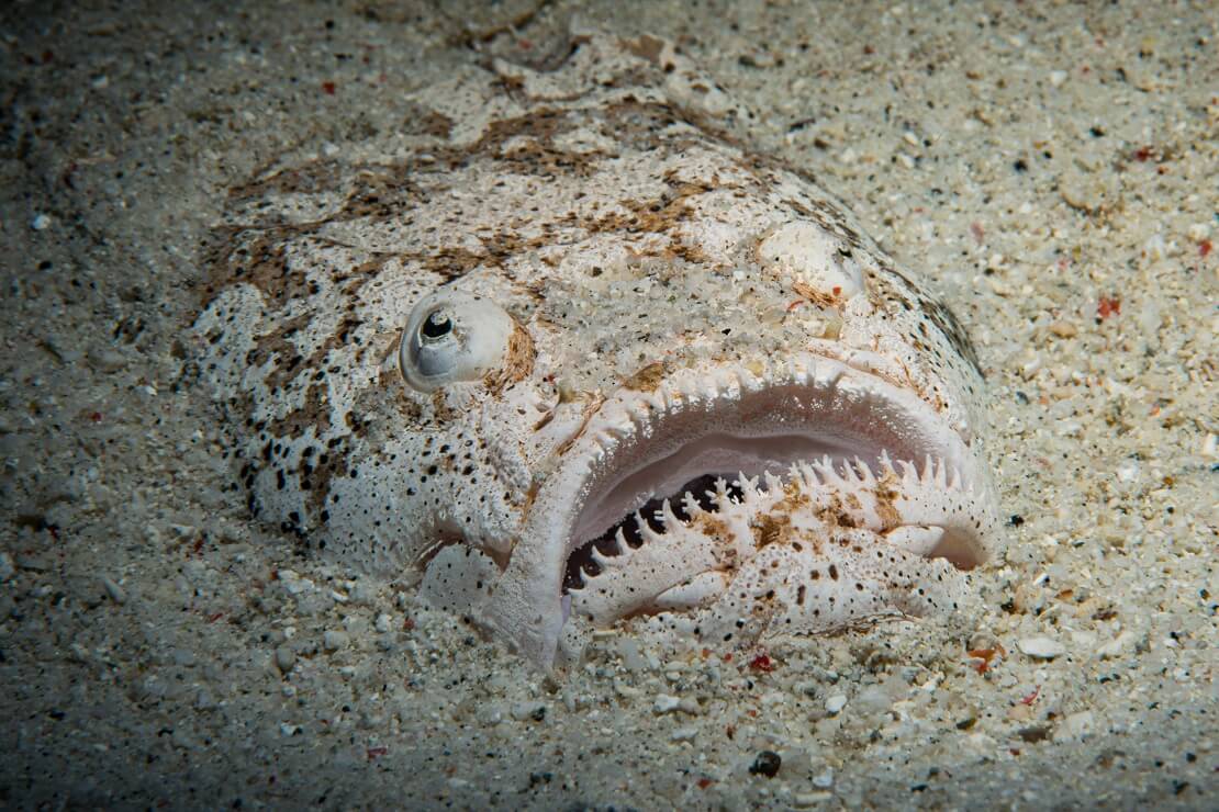 Himmelsgucker vergraben im Sand