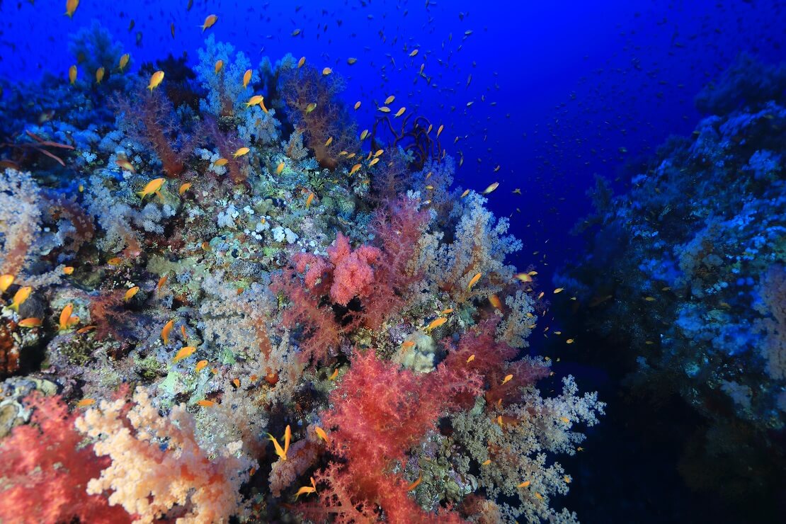 Fische schwimmen über einem bunten Korallenriff