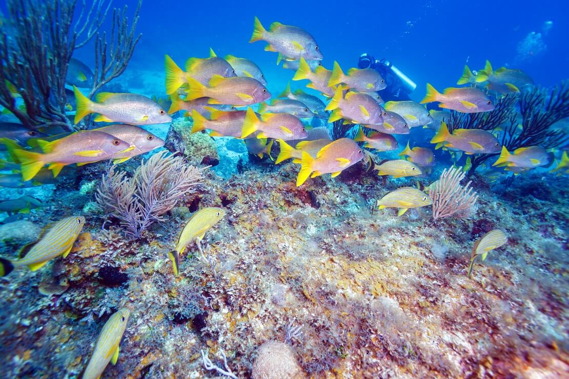 Fische schwimmen über einem Korallenriff