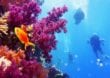 Riesiges Korallenriff im Great Barrier Reef entdeckt