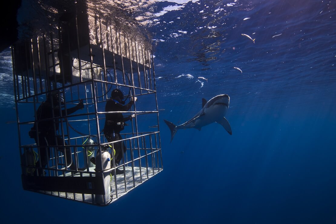 Taucher sind in einem Tauchkäfig vor ihnen schwimmt ein Hai