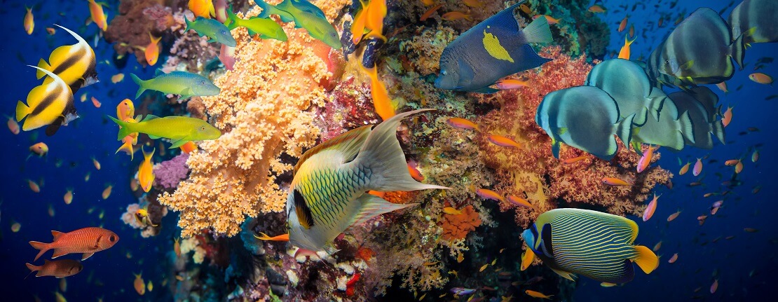 Fische schwimmen an einer bunten Korallenriff