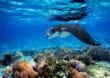 Tauchen mit Mantas: Ein unvergessliches Erlebnis