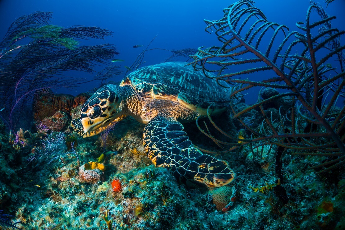 Eine Schildkröte schwimmt am Meeresgrund über Felsen und pflanzen