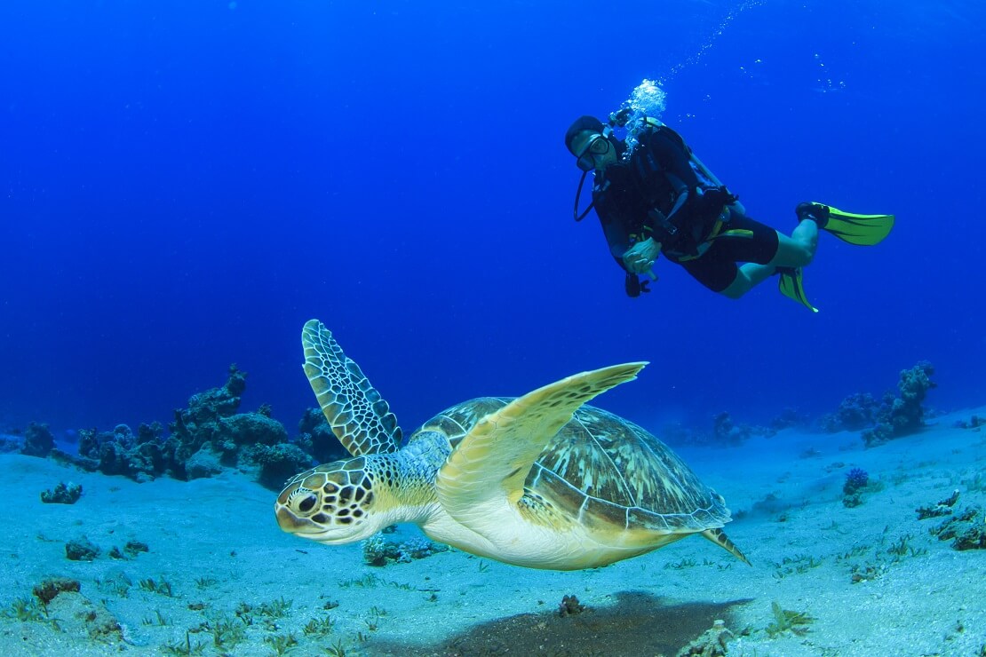 Taucher schwimmt am Meeresgrund mit einer Schildkröte