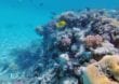 Ägypten: Die Unterwasserwelt entdecken in Makadi Bay