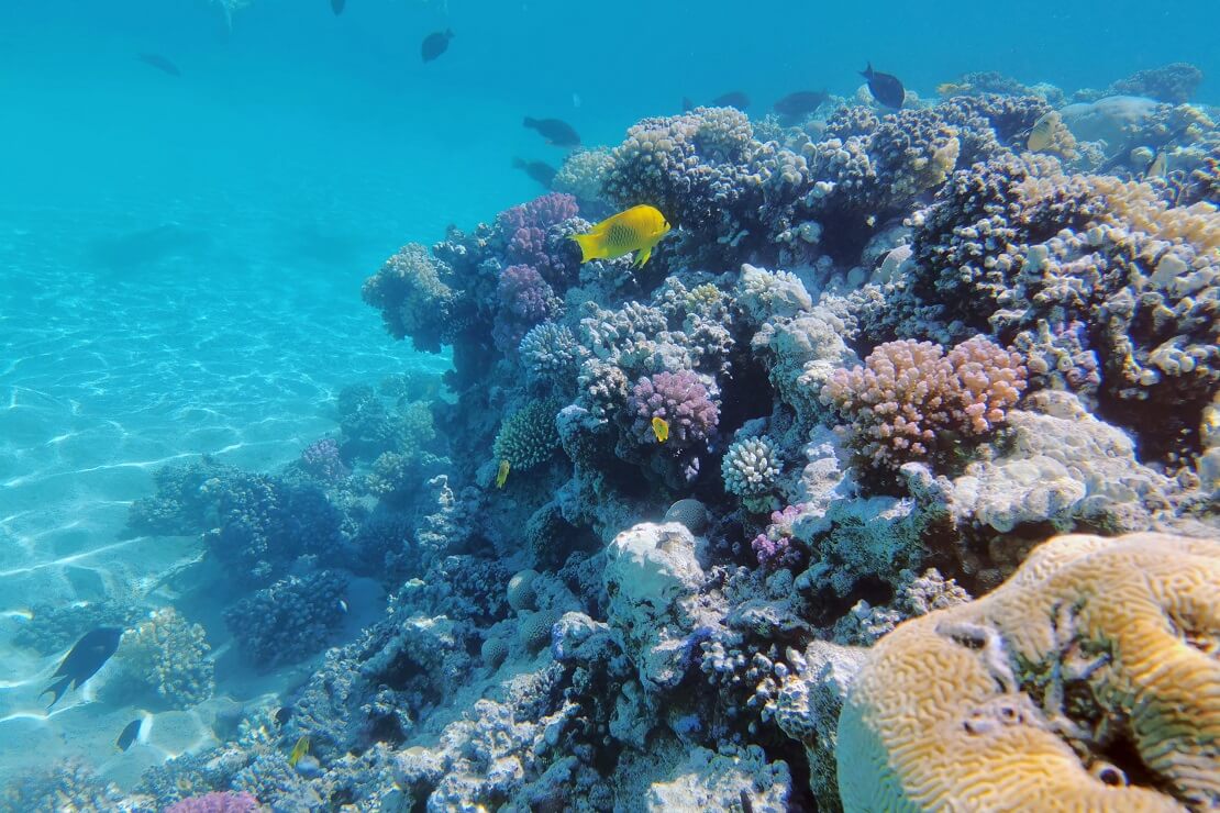 Felsen bewachsen mit Korallen unter Wasser im Hintergrund schwimmen Fische