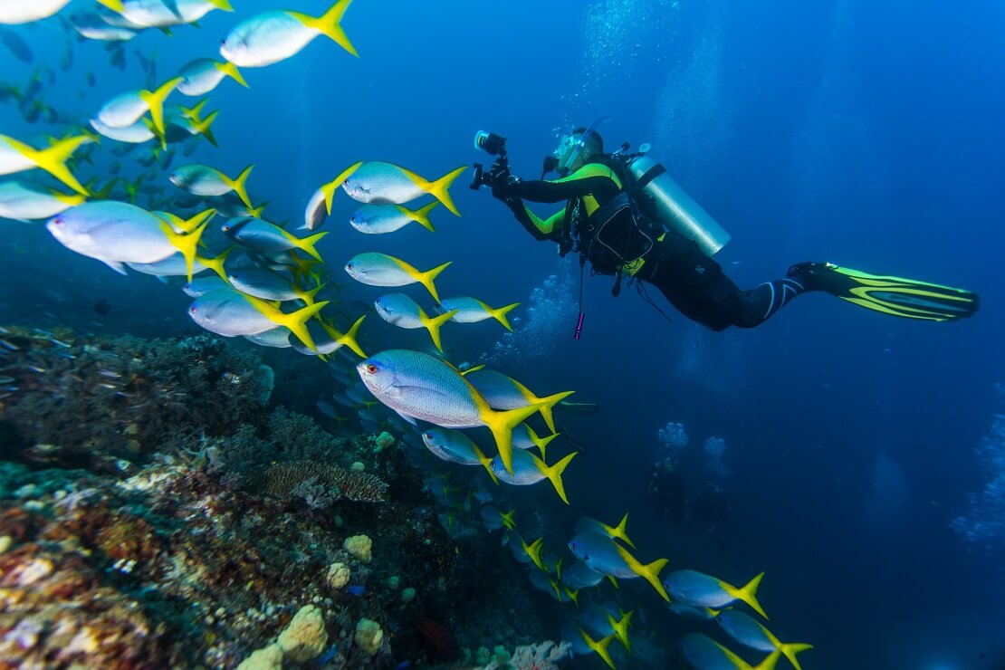 Taucher schwimmt an einem Riff mit Fischen