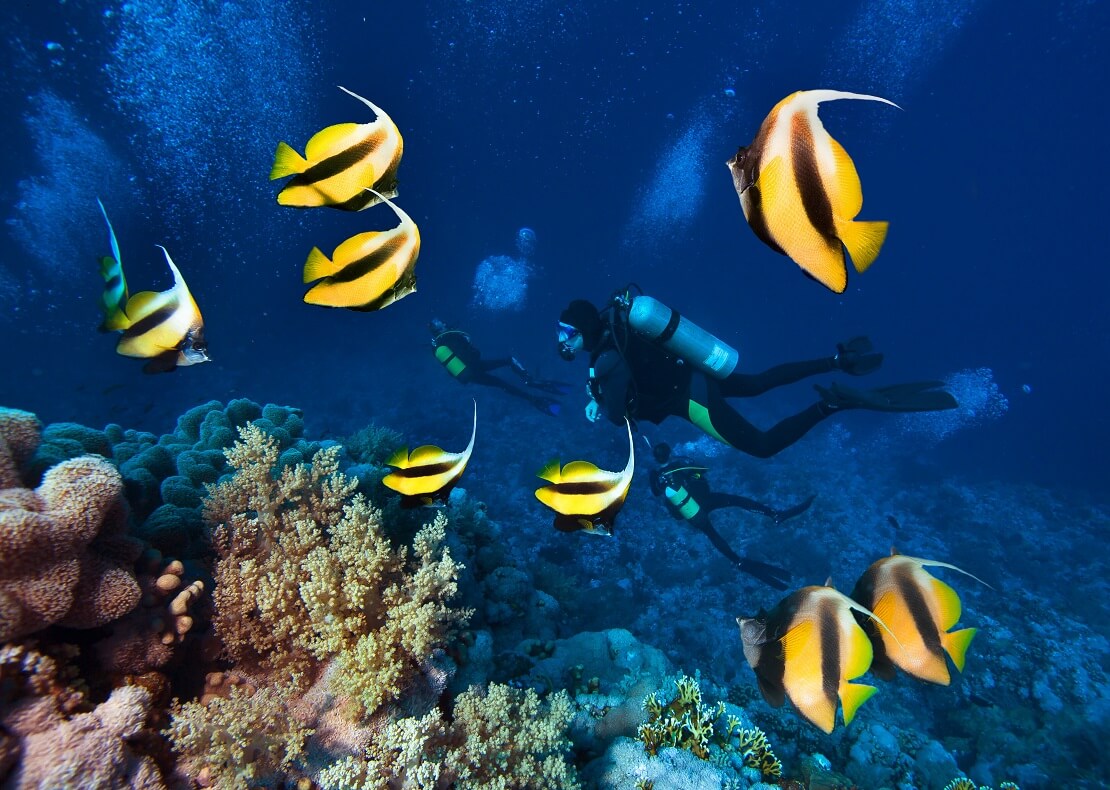 Ein Taucher schwimmt im Meer vor einem Korallenriff vor ihm schwimmen Fische