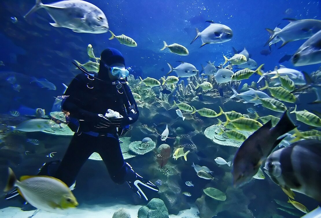 Taucher ist am Meeresgrund mit vielen Fischen