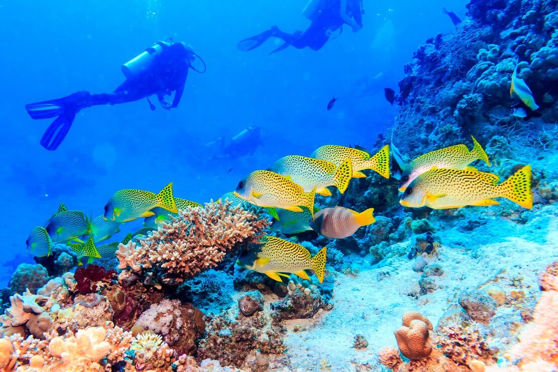 Taucher schwimmen über ein Korallenriff im Vordergrund sind Fische