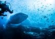 Größter Fisch des Meeres: Walhaie schützen auf den Galapagos-Inseln