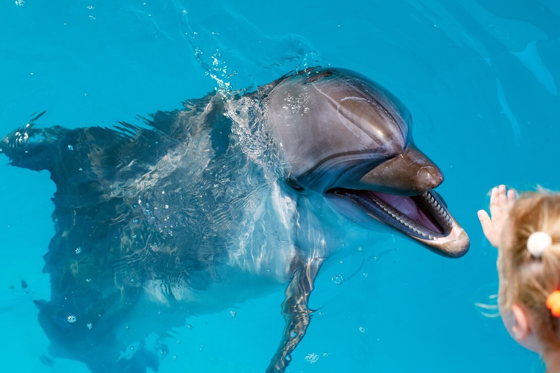 Delfin streckt seinen Kopf aus dem Wasser und lässt sich streicheln