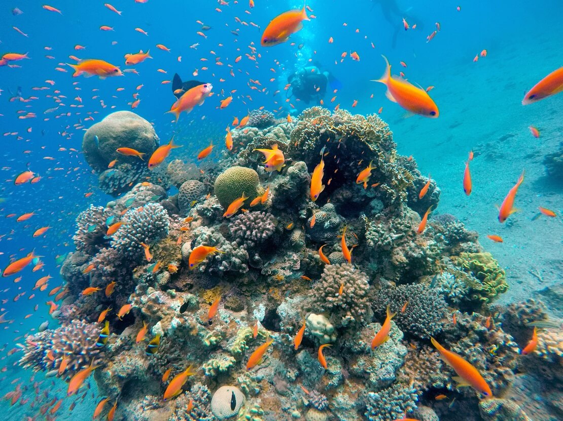 Fische schwimmen bei einem Felsen bewachsen mit Korallen