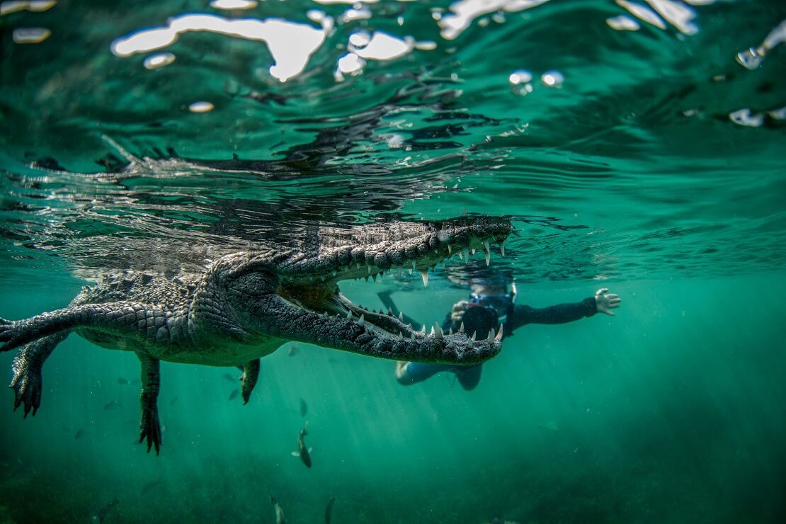 Krokodil schwimmt mit offenem Maul hinter ihm ein Taucher