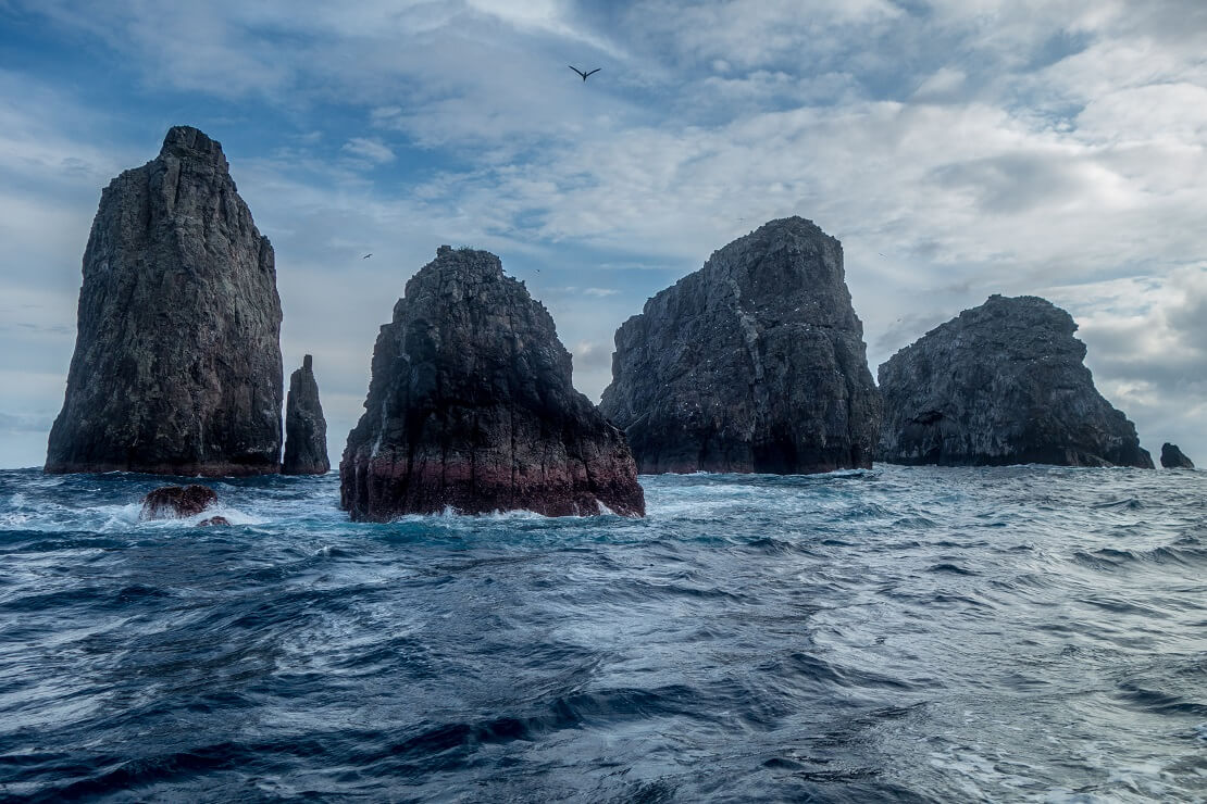 Die drei Muskeltiere vor der Küste von Malpelo