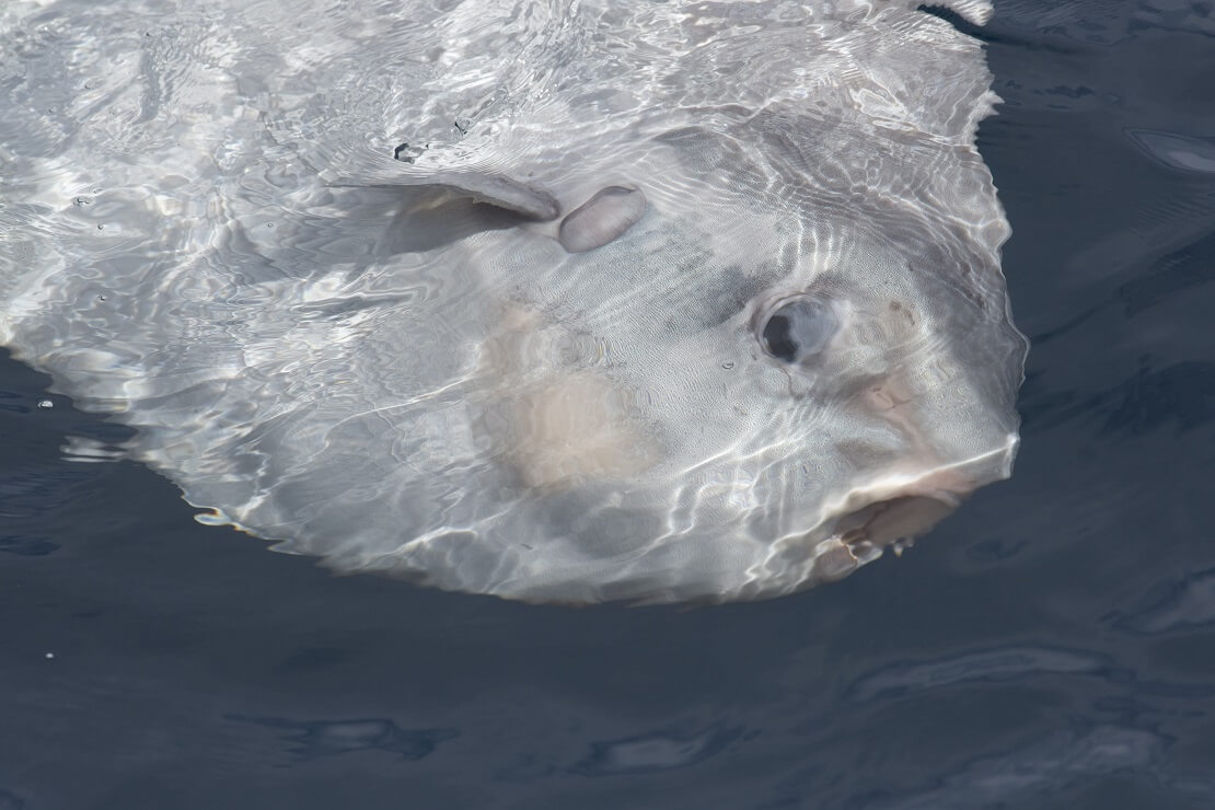 Mondfisch unter der Wasseroberfläche