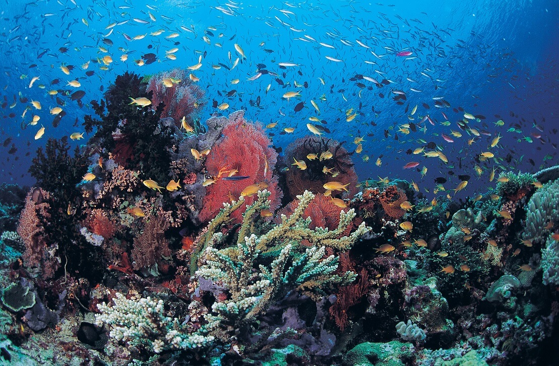 Buntes Korallenriff mit vielen kleinen Fischen