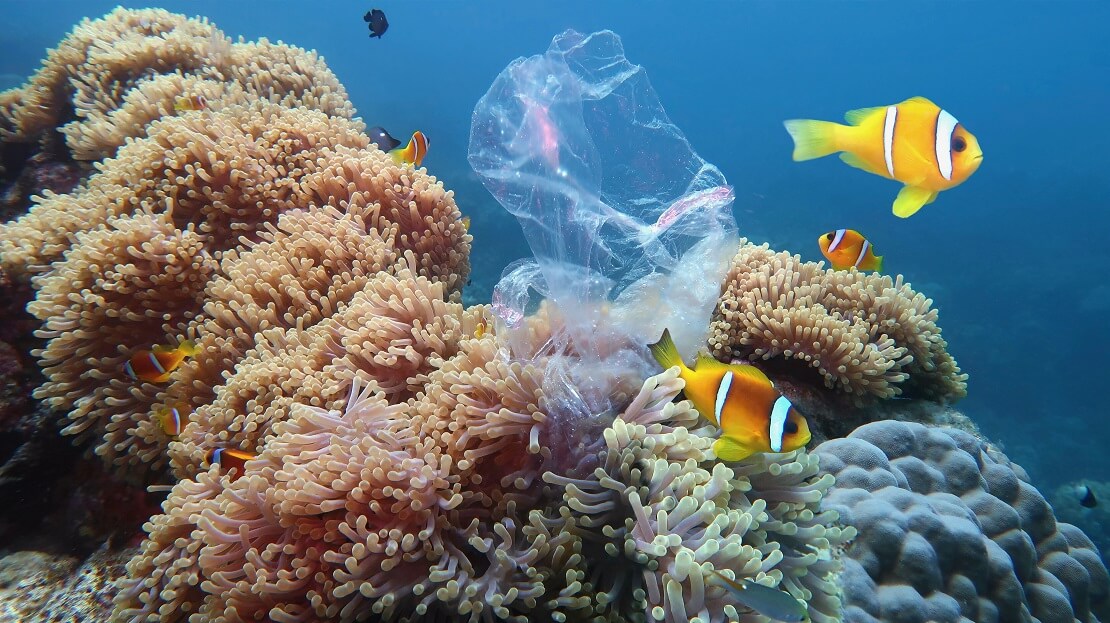 EIne Plastiktüte liegt auf einer Koralle drum herum schwimmen Fische