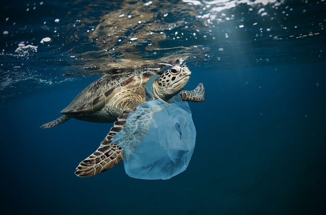 Einer Schildkröte hängt eine Plastiktüte um den Hals