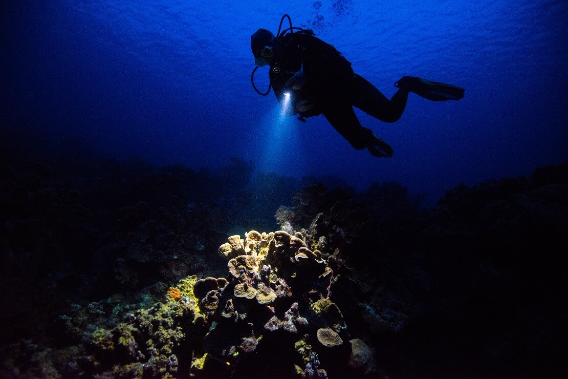 Taucher leuchtet mit einer Taschenlampe auf Korallen bei Dunkelheit