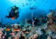 Das Geheimnis der Korallen in der Unterwasserwelt
