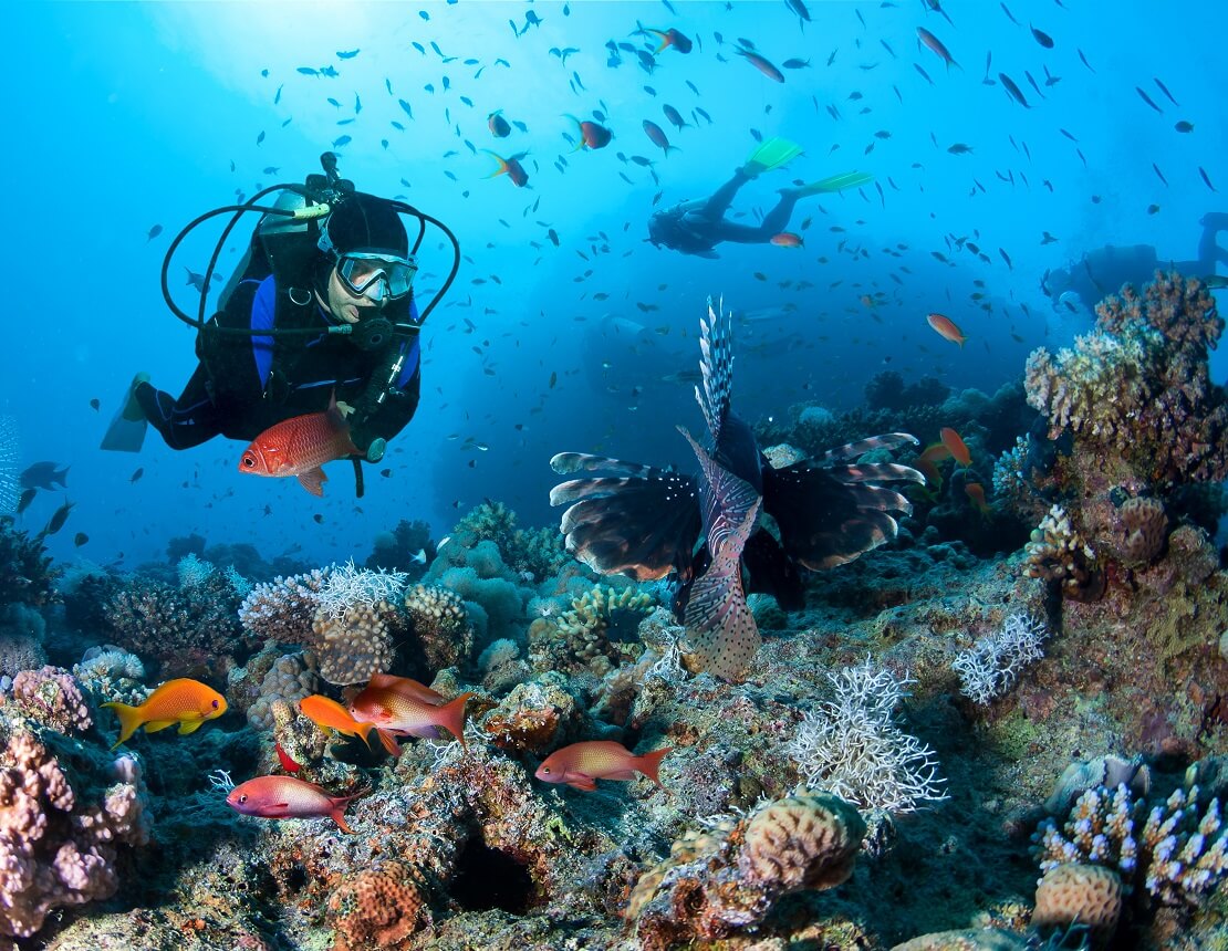 Taucher schwimmt über einem Korallenriff mit Fischen