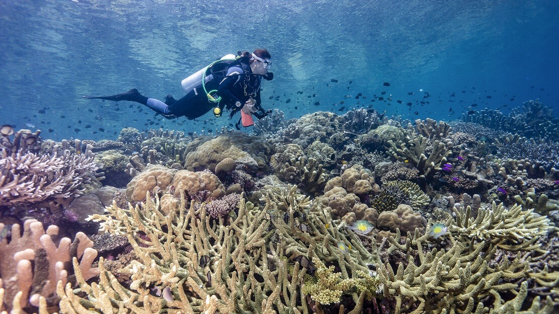Taucher an einem Korallenriff mit kleinen FIschen