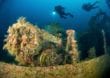 Abtauchen vor der Küste von Mikronesien zum Wrack der Fujikawa Maru