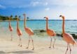 Bonaire: Rund um die Uhr tauchen bei der Insel der Flamingos