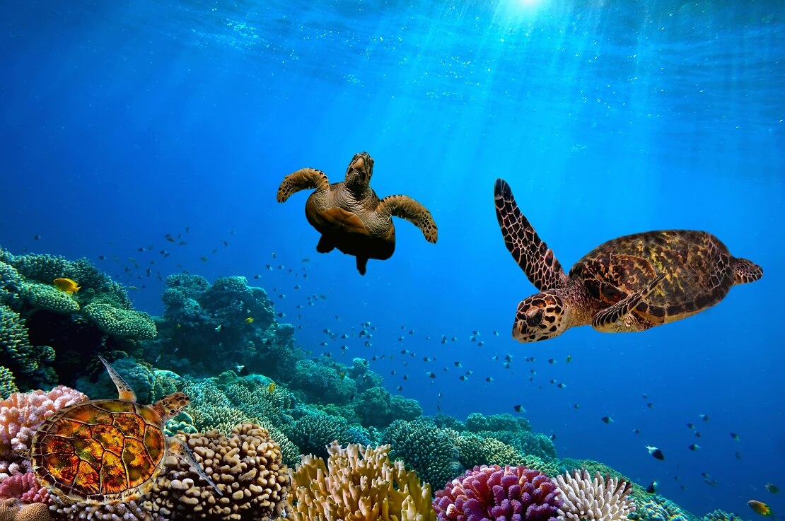 Schildkröte schwimmt an einem Korallenriff Galapagosinseln