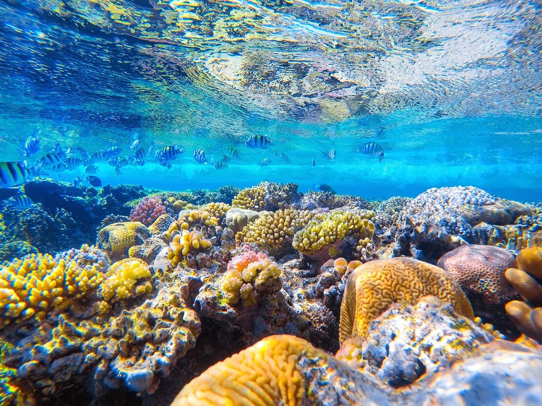 Fische schwimmen unter der Wasseroberfläche der Untergrund voller Korallen und Steinen