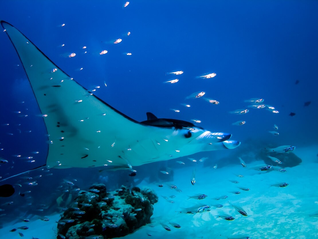 Mantarochen schwimmt mit Fischen am Meeresgrund