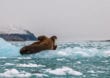 Grönland – Faszinierendes Taucherlebnis in der Antarktis