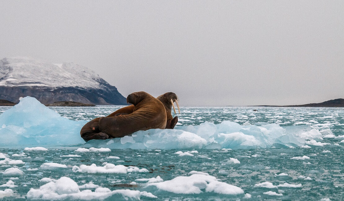 Zwei Robben auf einer Eisscholle auf dem Meer