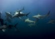 Südafrika – Haitauchen in artenreichen Gewässern